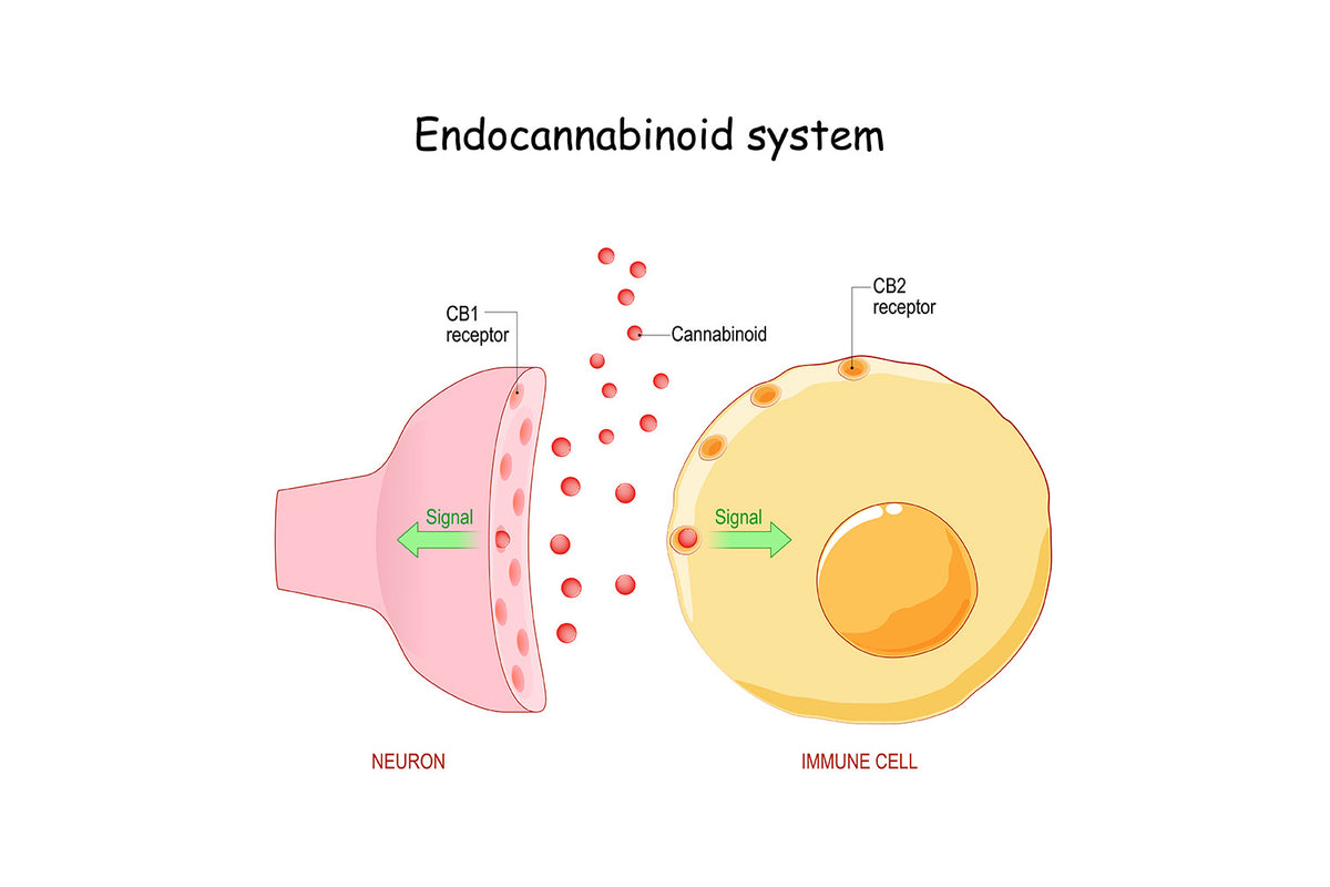The endocannabinoid system: Essential and mysterious - Harvard Health
