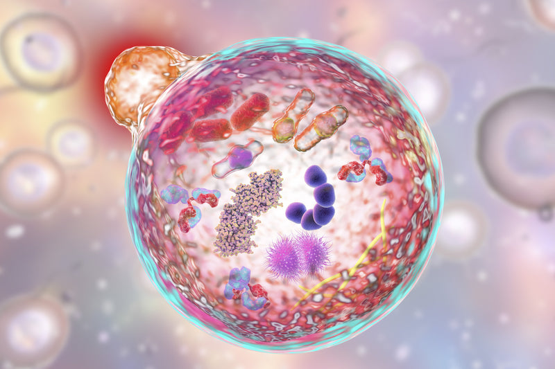 Illustration of human cell organelles and components in a vibrant scientific visualization.