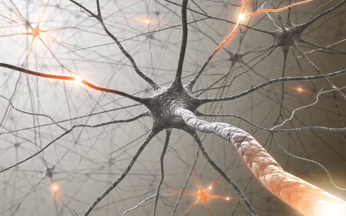 Neurons with glowing synapses illustrating brain activity.