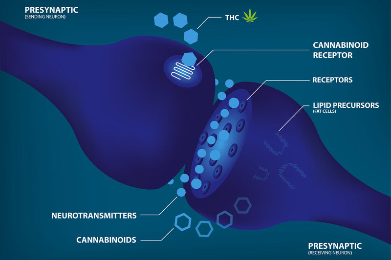 CB1 Receptors: What Do They Do?