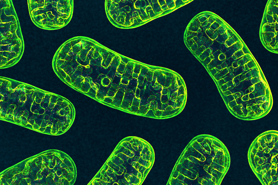 Close-up of glowing green mitochondria under a microscope