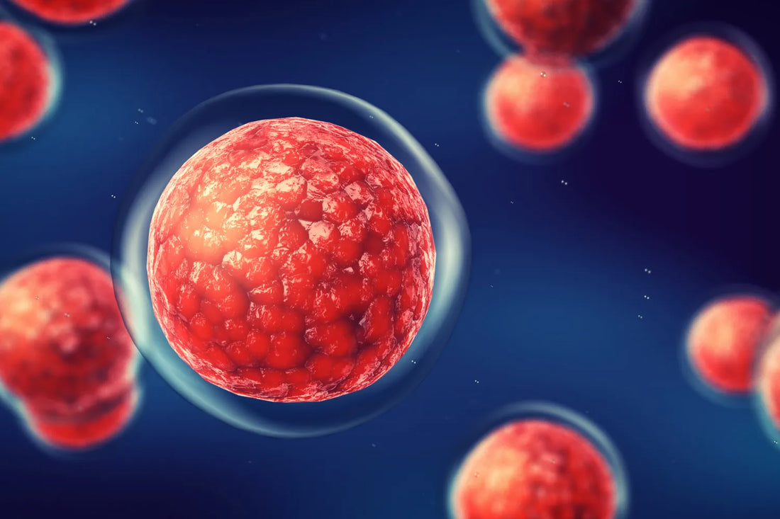 Red blood cells under microscope background.