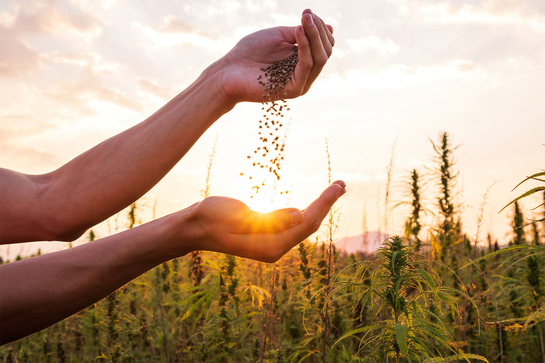 Hands sowing seeds in a field with a sunset background.