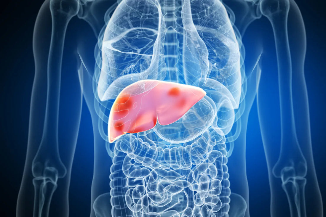 Human liver highlighted in digital anatomy illustration.
