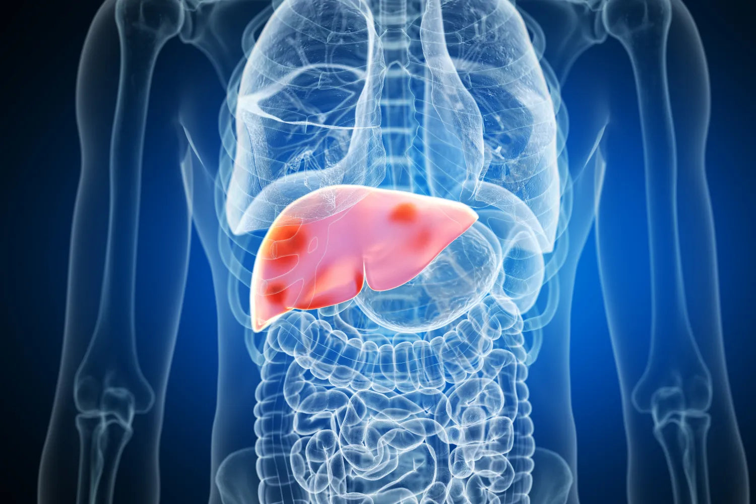Human liver highlighted in digital anatomy illustration.