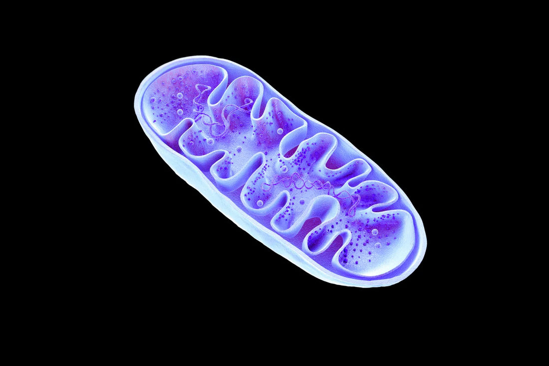 Mitochondrial Damage & Its Impact on How We Age