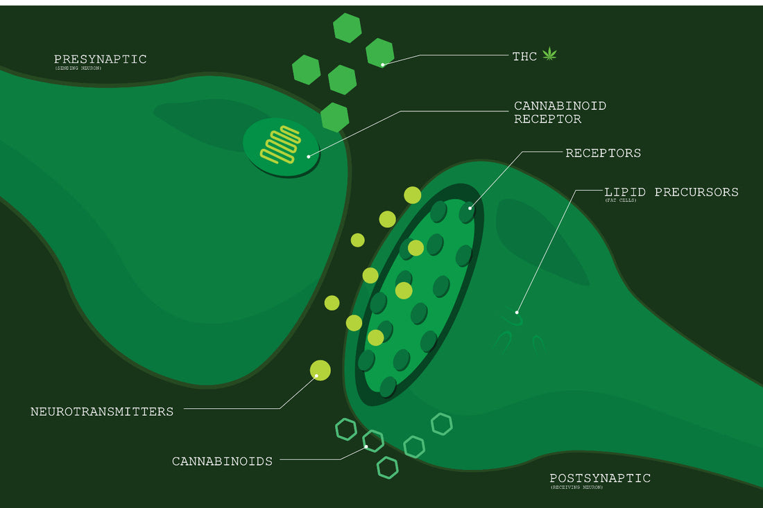 Neuroscience diagram of cannabinoid receptors and neurotransmitter interactions.
