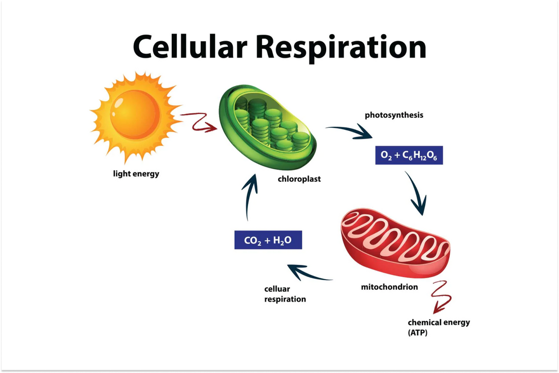 Diagram illustrating cellular respiration process.