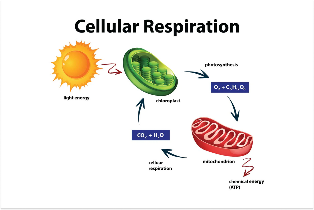 Cellular Respiration: What is the Process? – fatty15