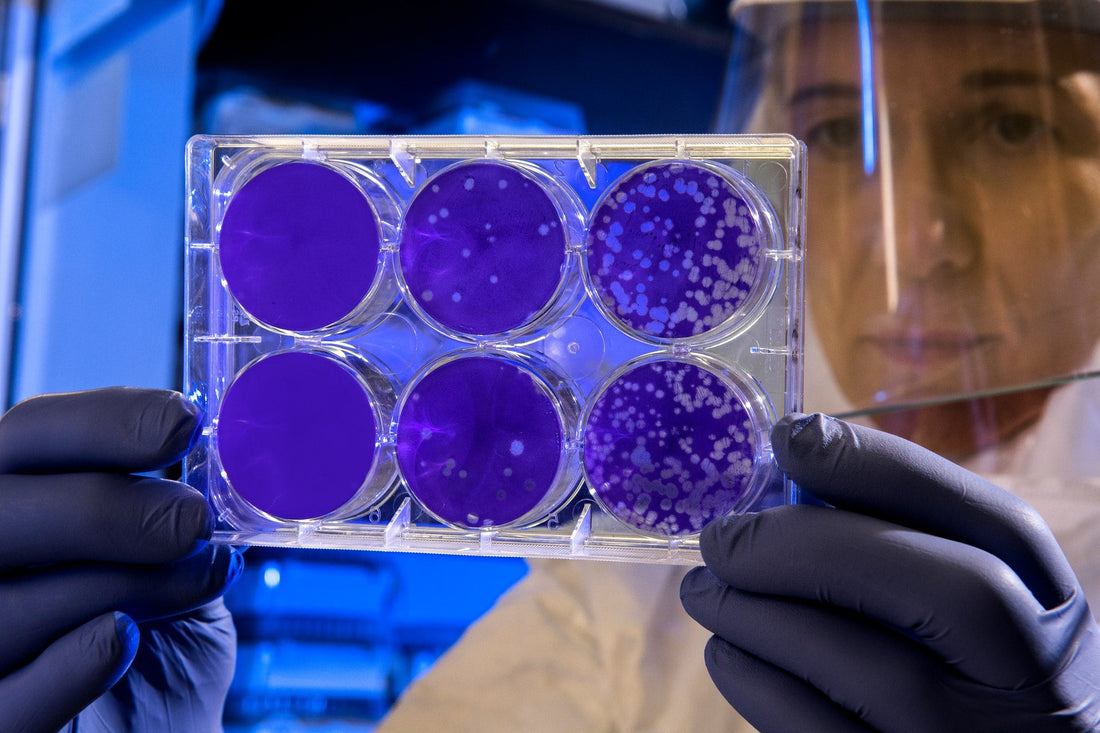 Scientist examining petri dishes with purple bacterial colonies in a lab.