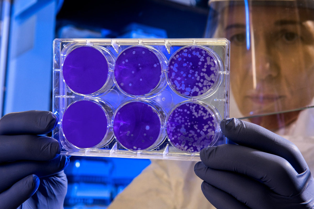 Scientist examining petri dishes with purple bacterial colonies in a lab.