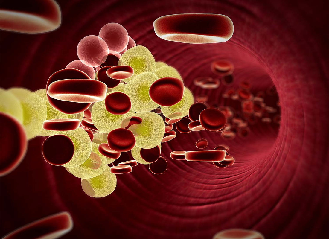Red blood cells flowing through a blood vessel.