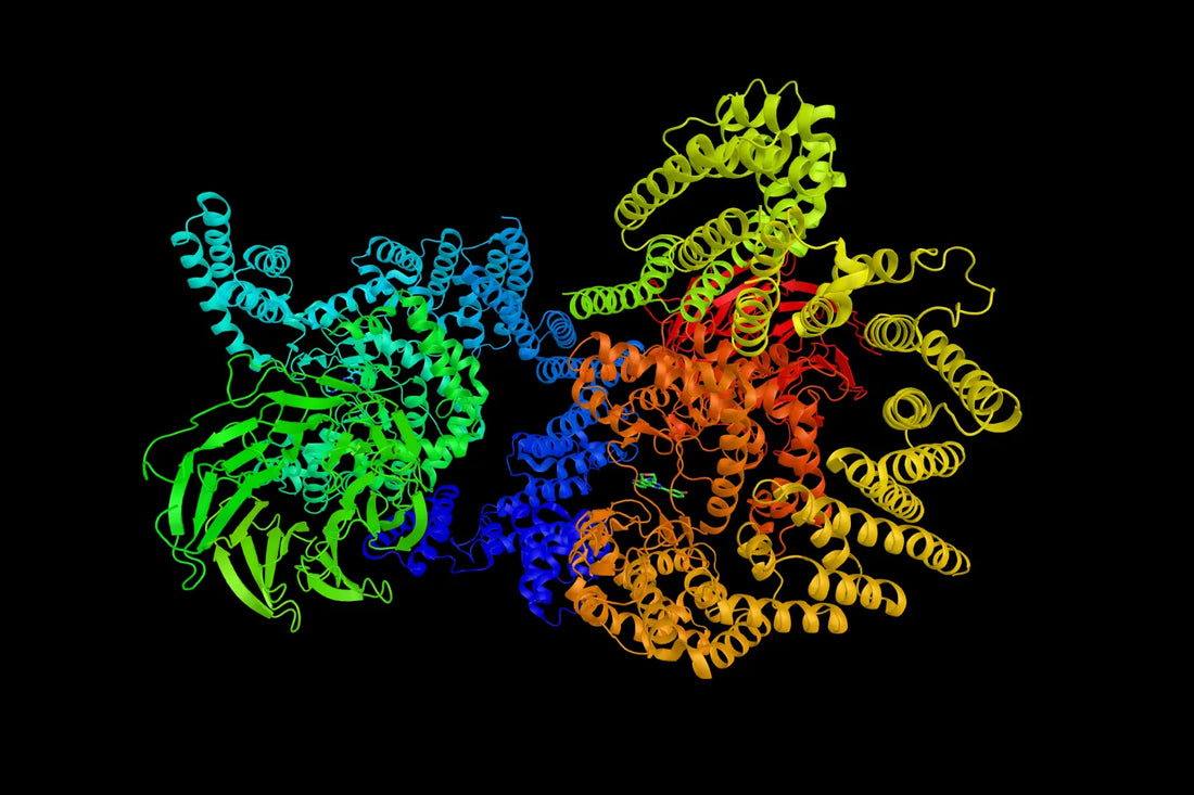 What Is mTOR & Its Possible Link to Longevity